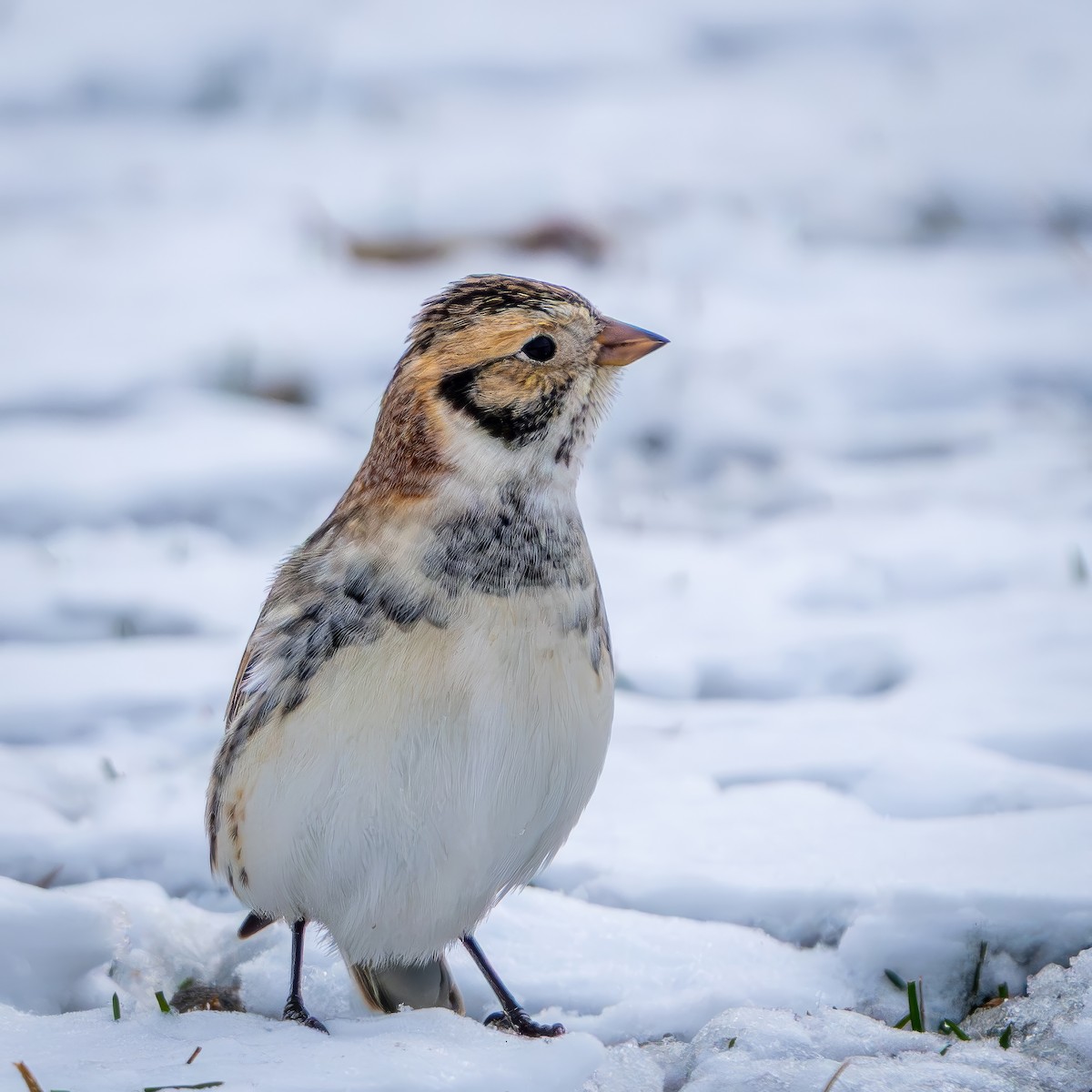 Подорожник лапландський - ML646151894