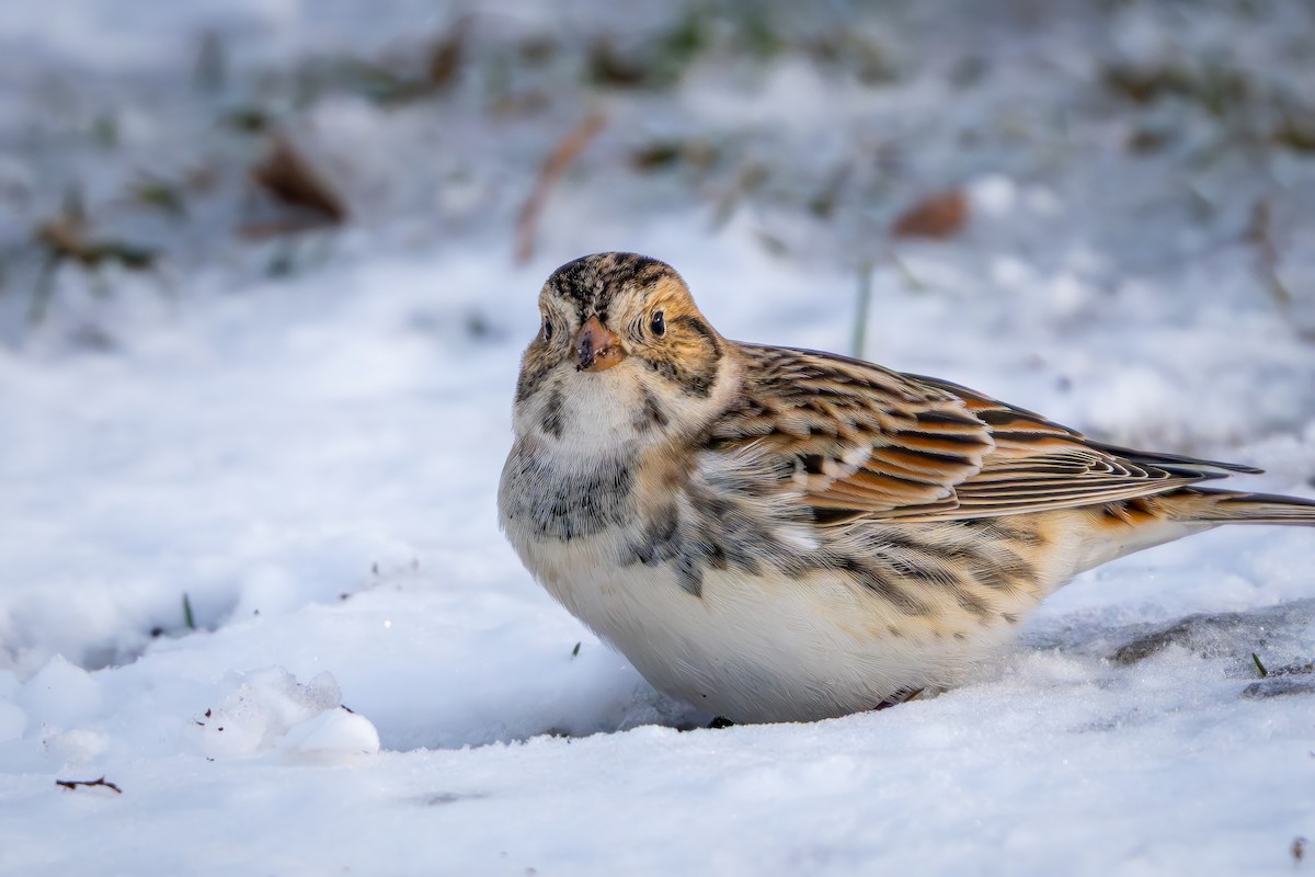Подорожник лапландський - ML646151895
