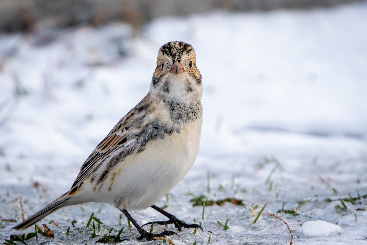 Подорожник лапландський - ML646151896