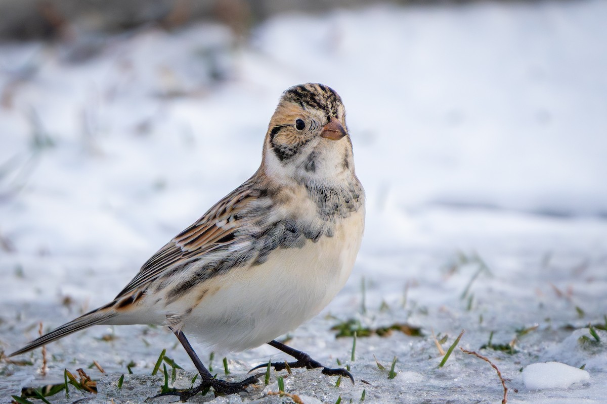 Подорожник лапландський - ML646151897