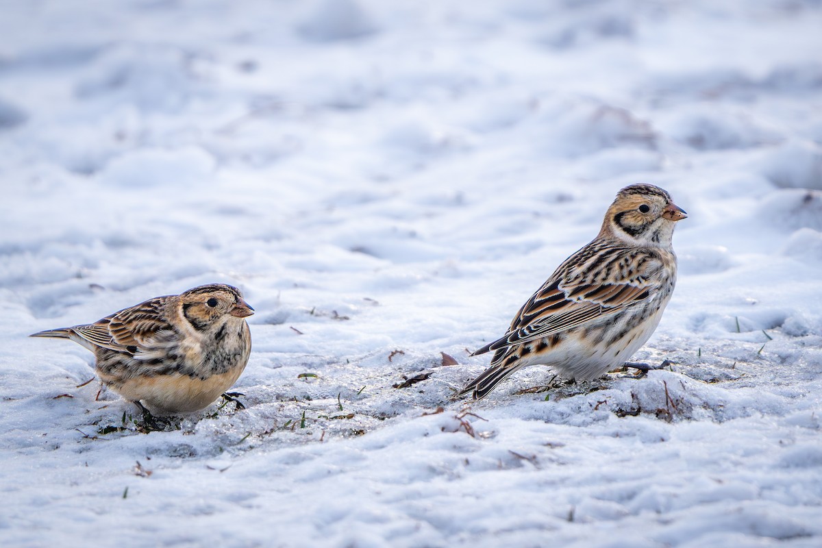 Подорожник лапландський - ML646151898