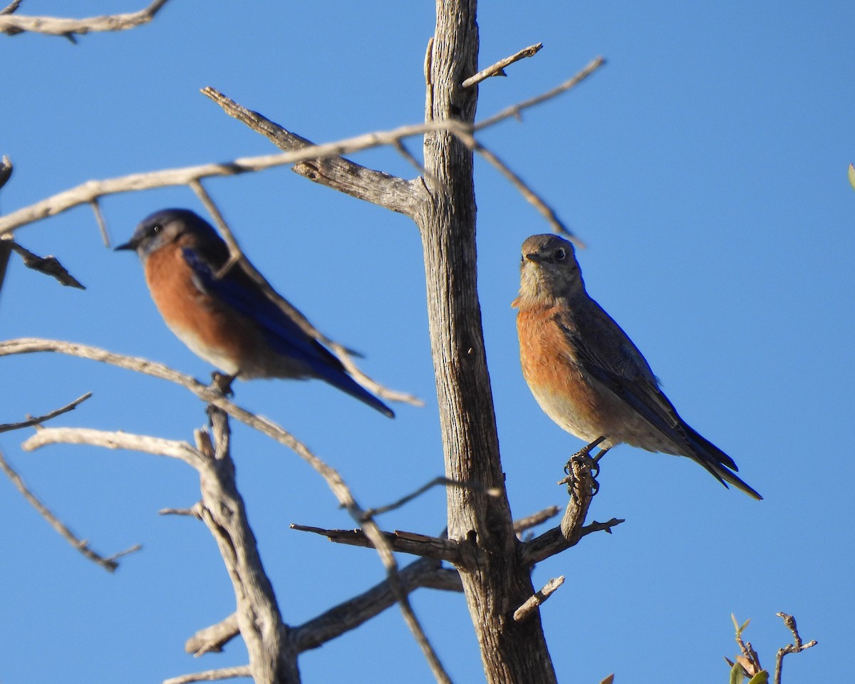 Блакитник західний - ML646151899