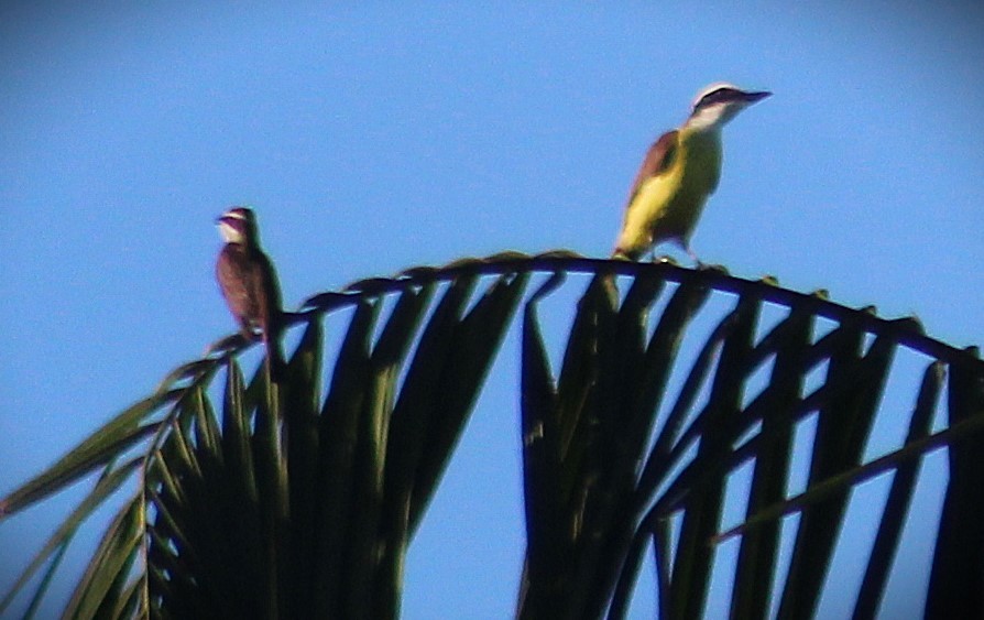 Тиран-розбійник - ML646151902