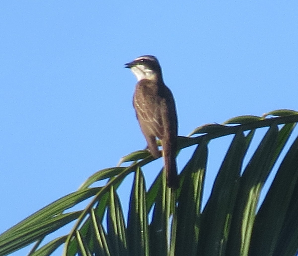 Тиран-розбійник - ML646151903