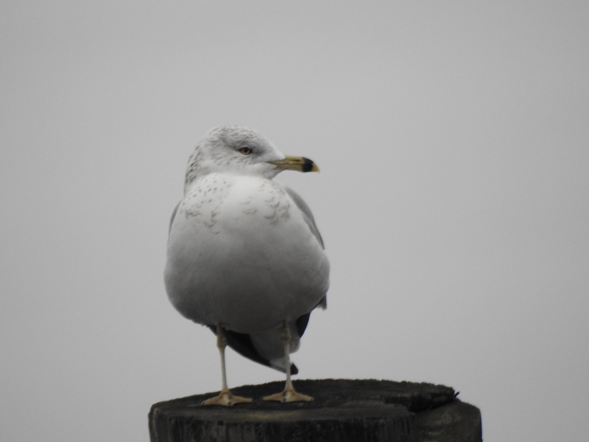 Мартин делаверський - ML646151904