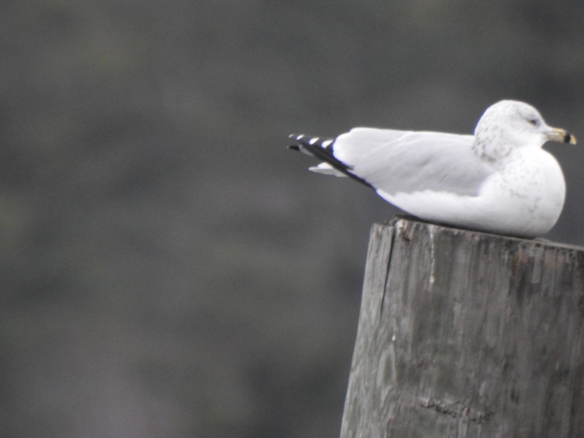 Мартин делаверський - ML646151905