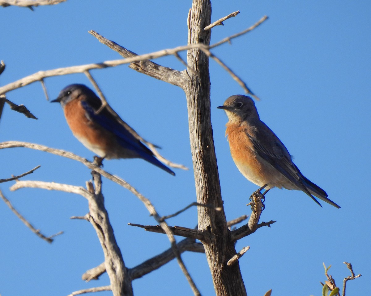 Блакитник західний - ML646151906