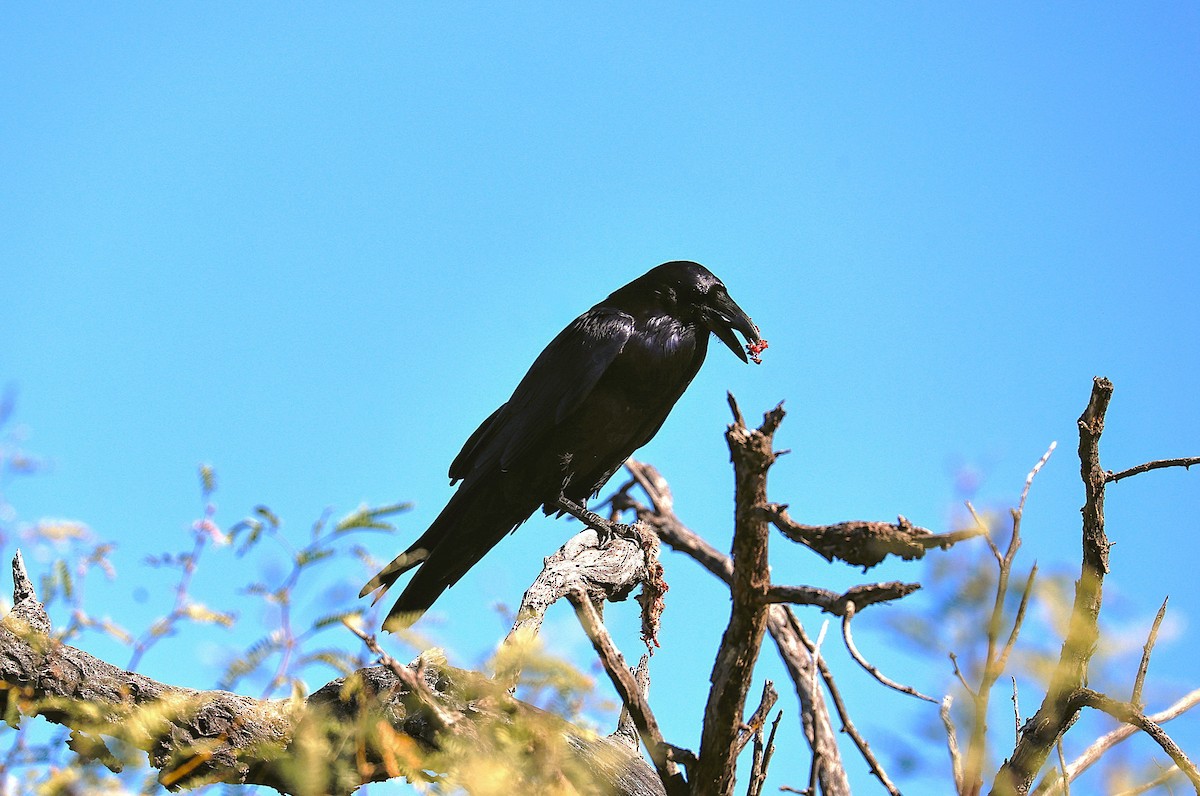 Крук звичайний - ML646151907