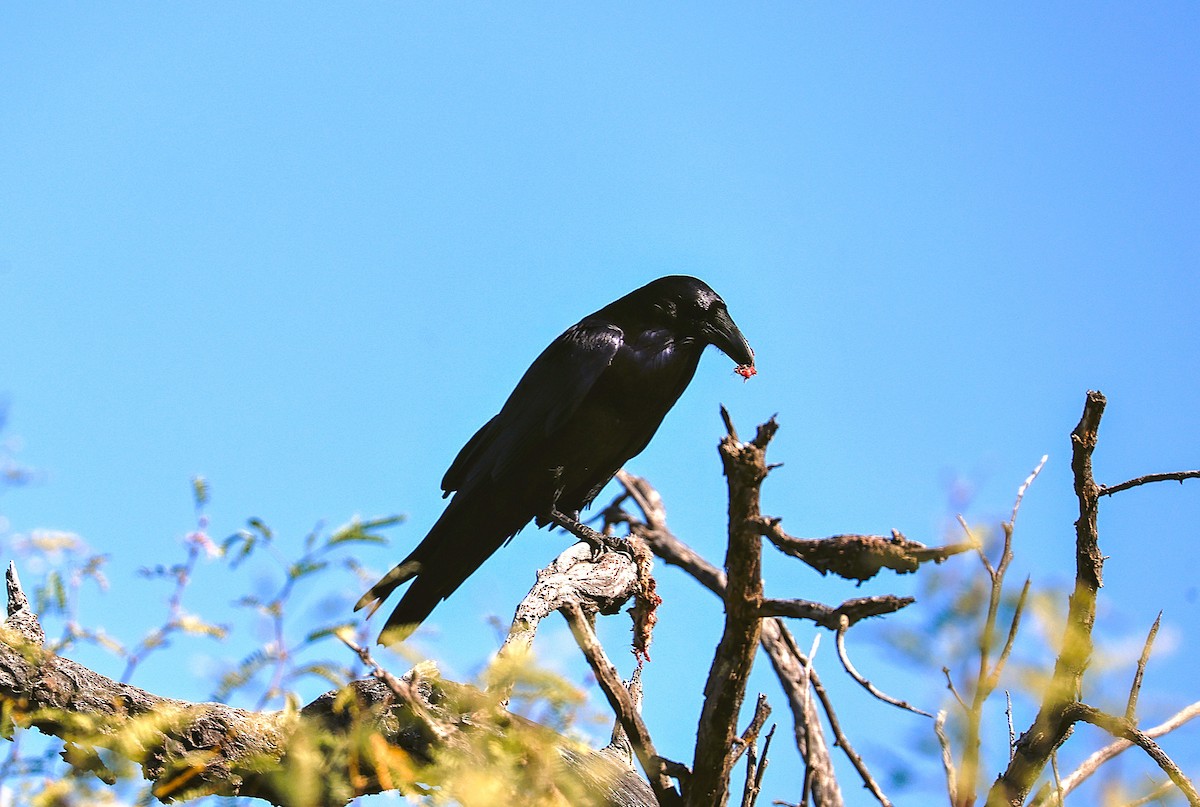 Крук звичайний - ML646151908