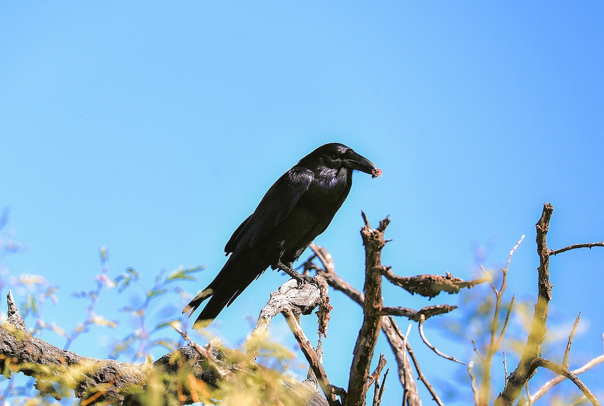 Крук звичайний - ML646151909