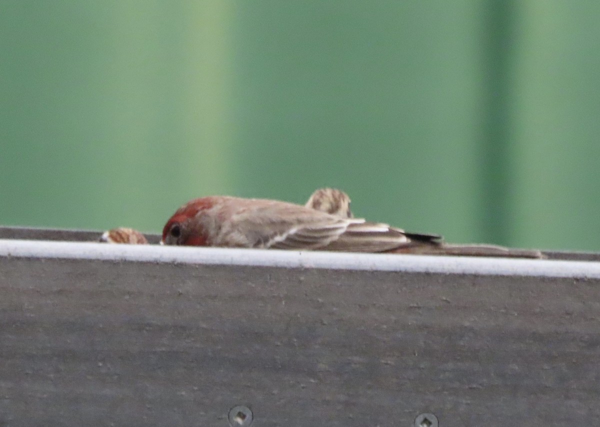 Чечевиця садова - ML646151910