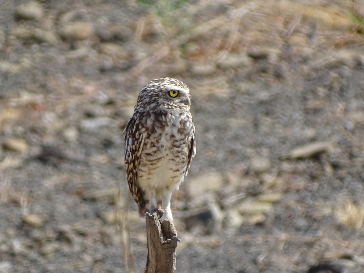 Burrowing Owl - ML646151911