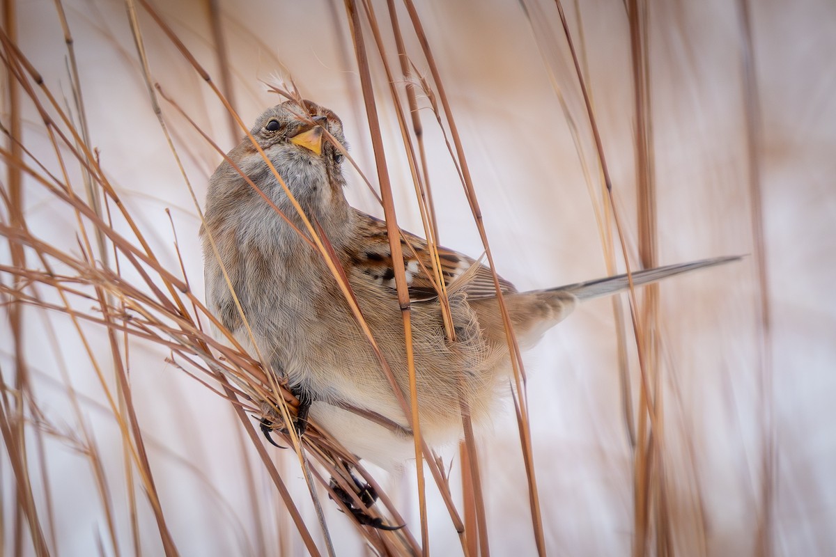 Пасовник північний - ML646151912