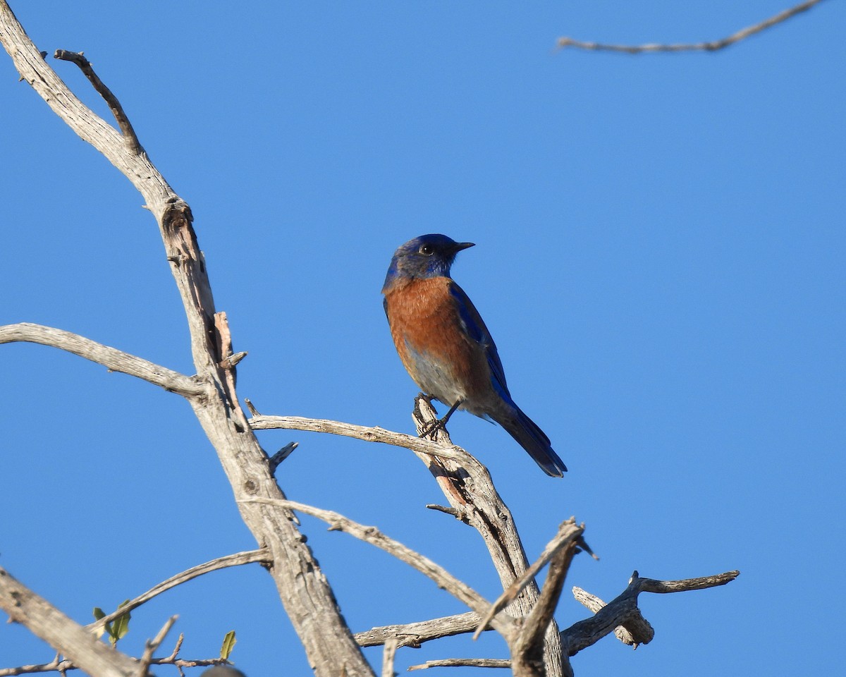 Блакитник західний - ML646151914