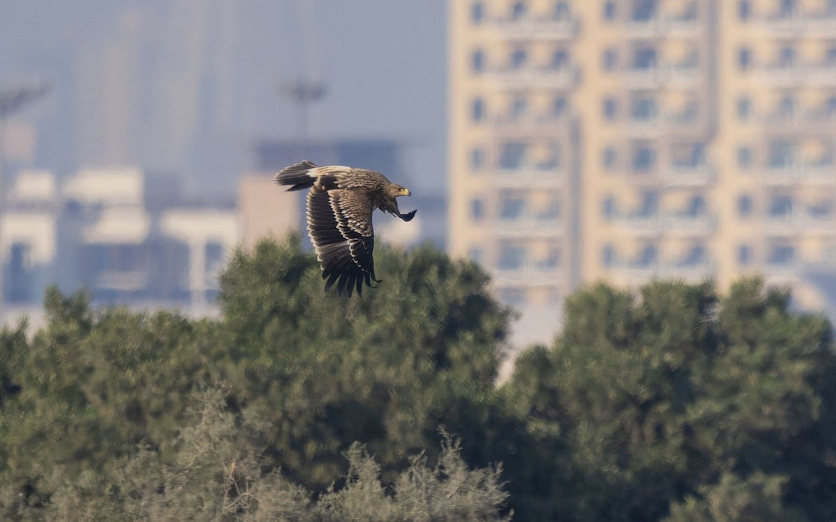 Хан бүргэд - ML646151917