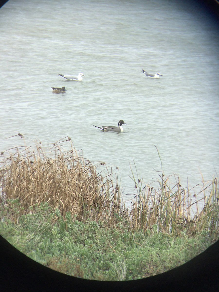 Шилохвіст північний - ML646151918