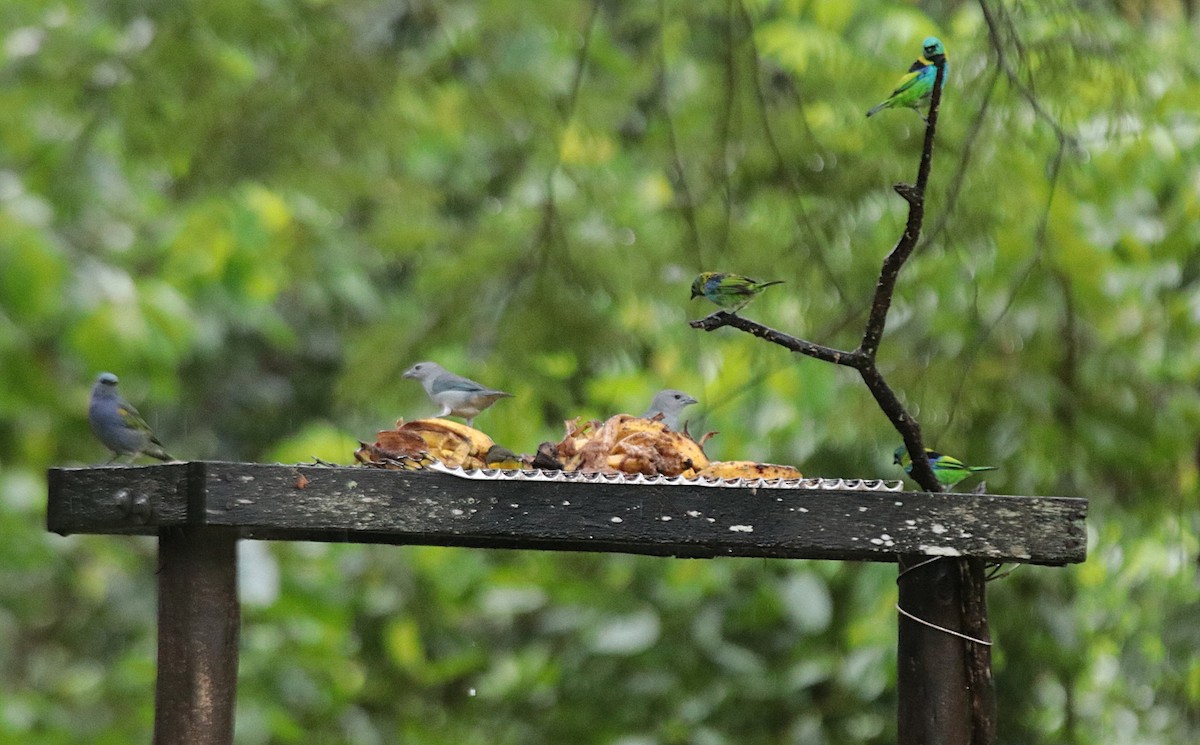 Green-headed Tanager - ML646151919