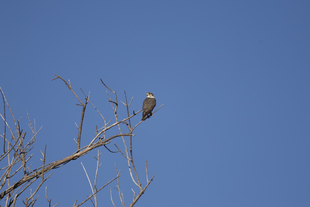 Merlin - ML646151921