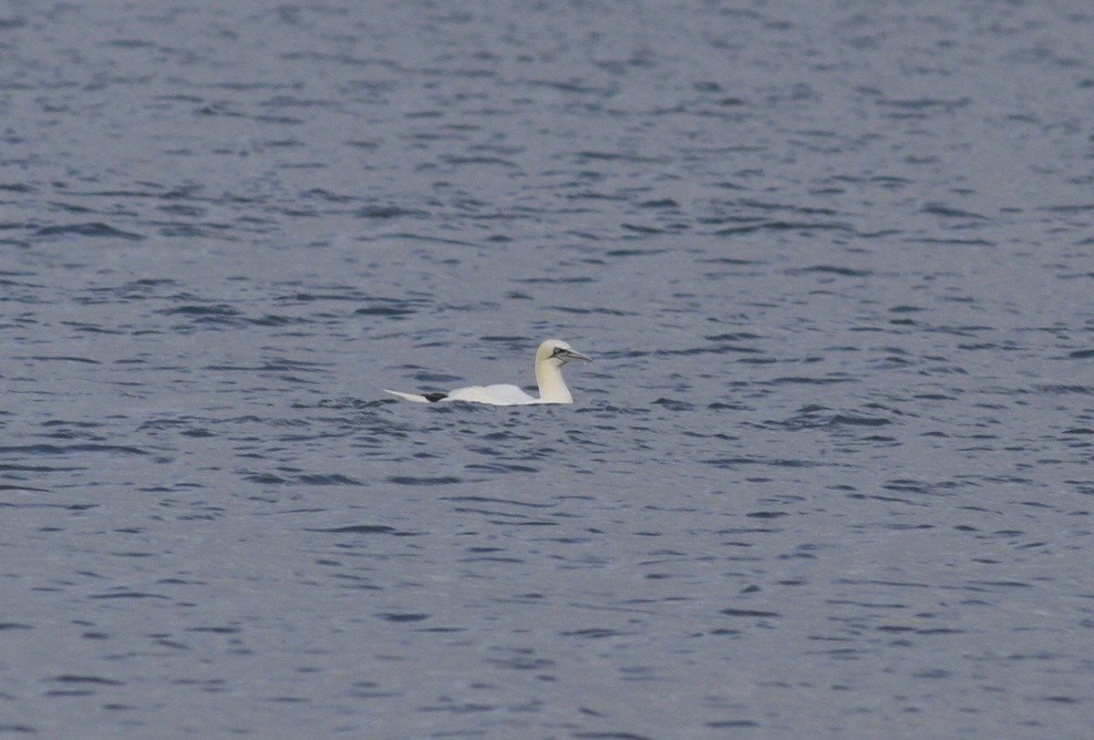 Northern Gannet - ML646151922