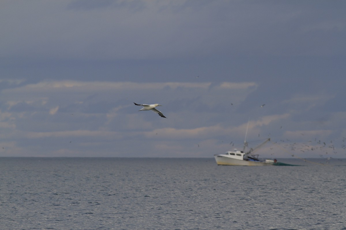 Northern Gannet - ML646151923