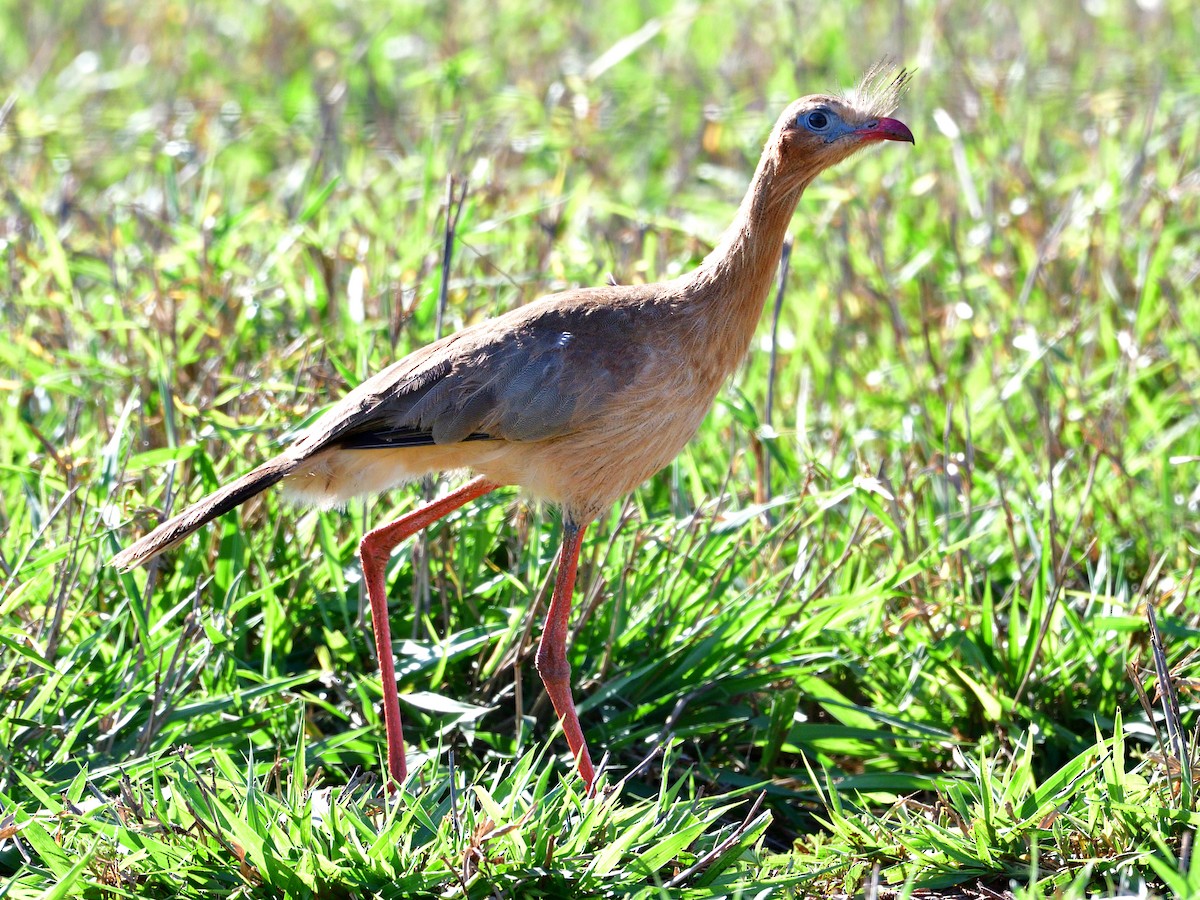 Red-legged Seriema - ML646151924