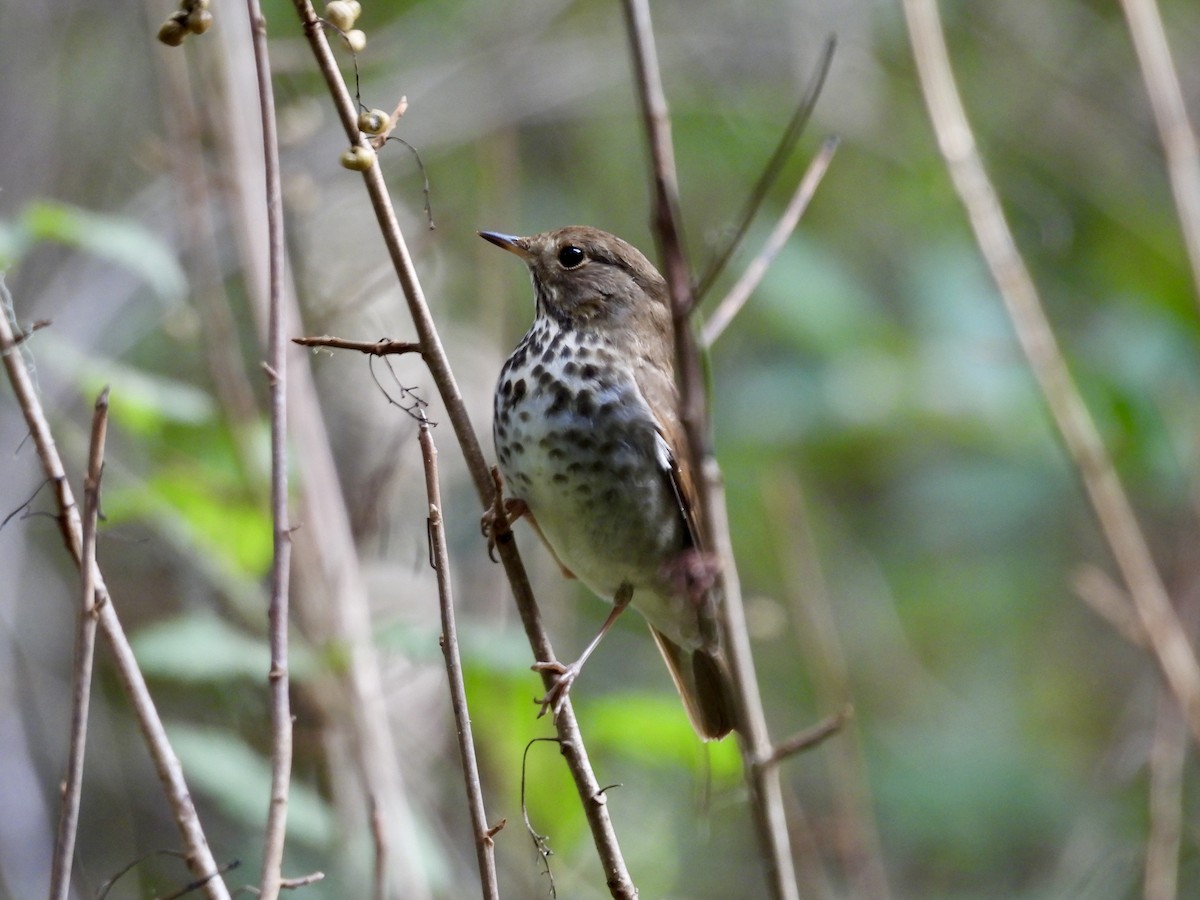 Hermit Thrush - ML646151927