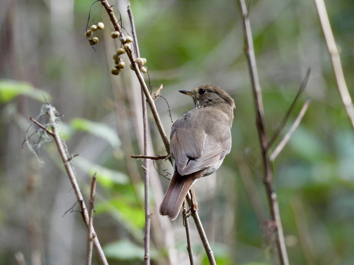 Hermit Thrush - ML646151928