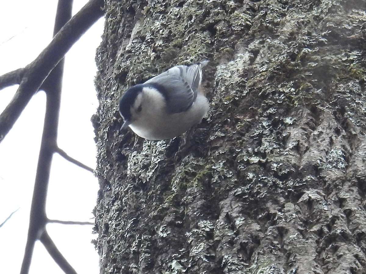 White-breasted Nuthatch - ML646151941