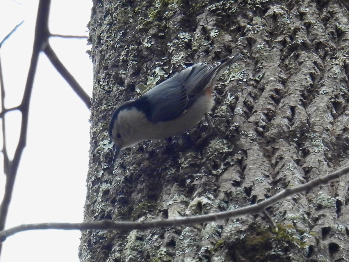 White-breasted Nuthatch - ML646151942
