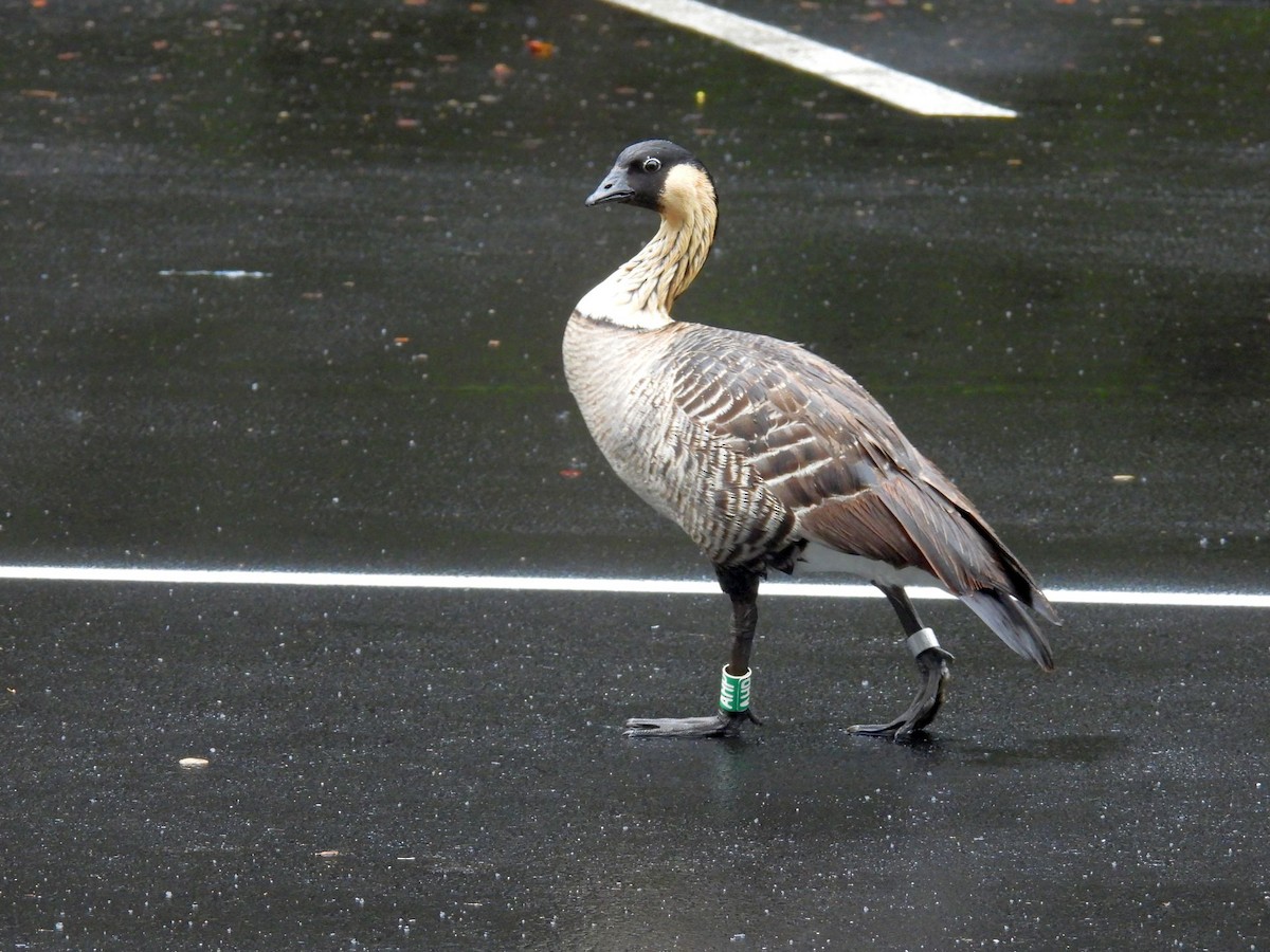 Hawaiian Goose - ML646151944