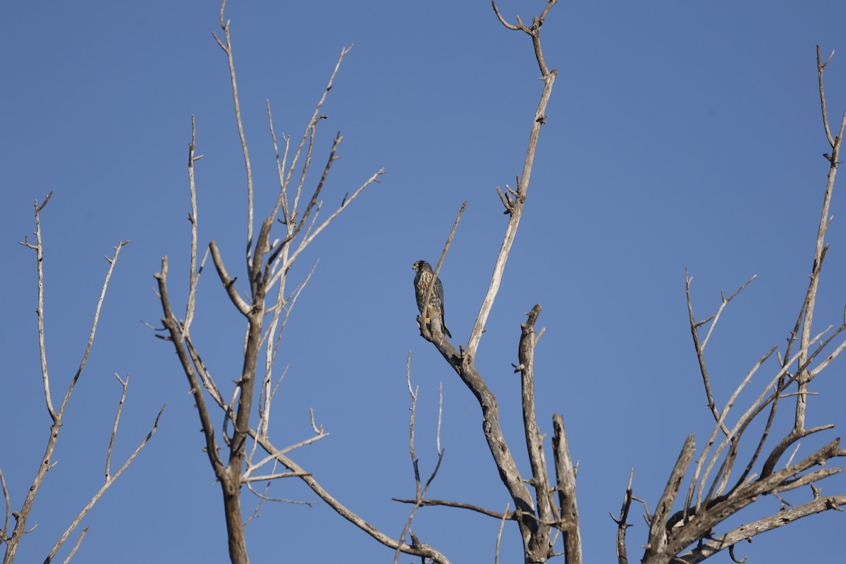 Merlin - ML646151949