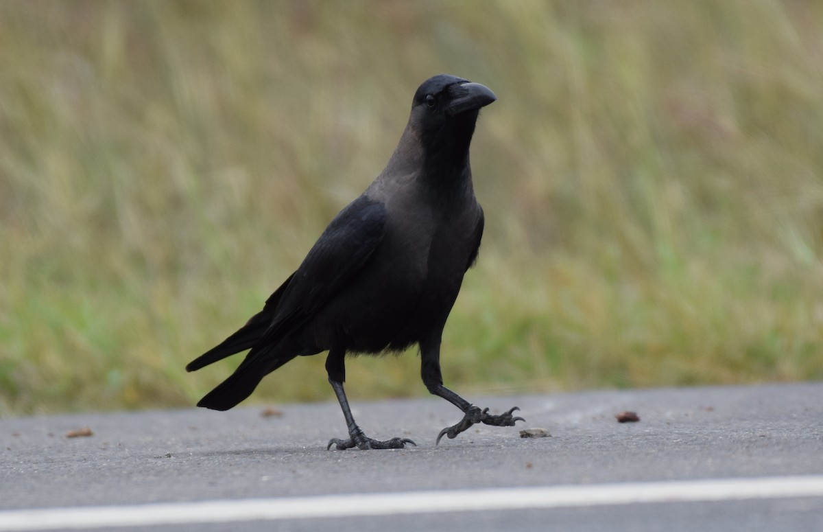 家烏鴉 - ML646151955