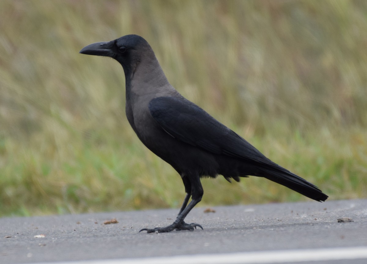 家烏鴉 - ML646151957