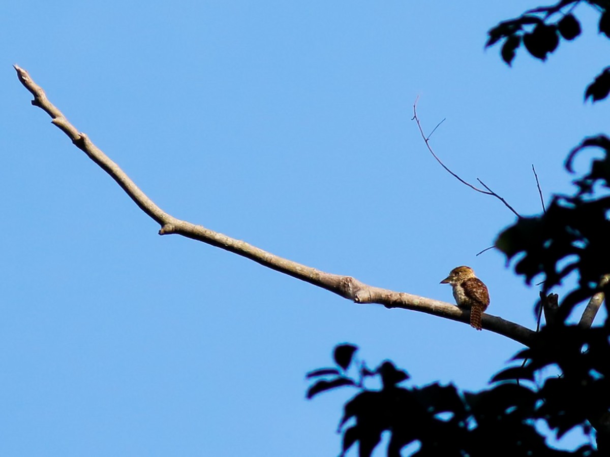 Лінивка-смугохвіст білогорла - ML646151960