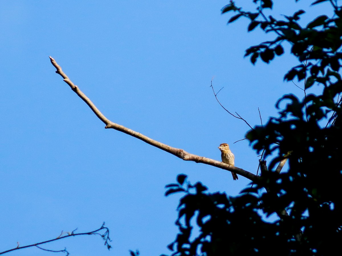 Лінивка-смугохвіст білогорла - ML646151961