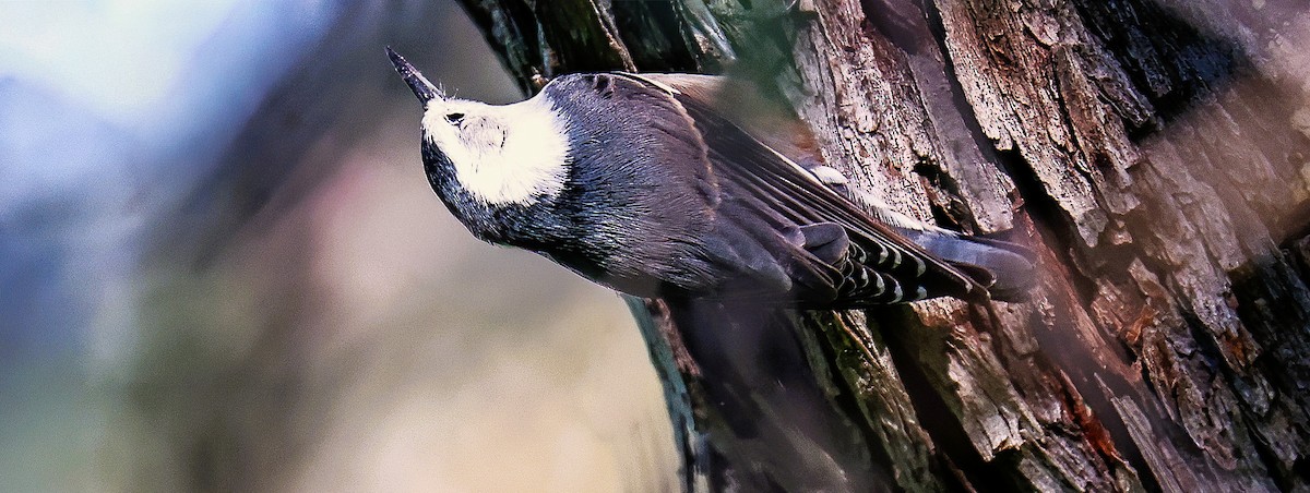 White-breasted Nuthatch - ML646151962