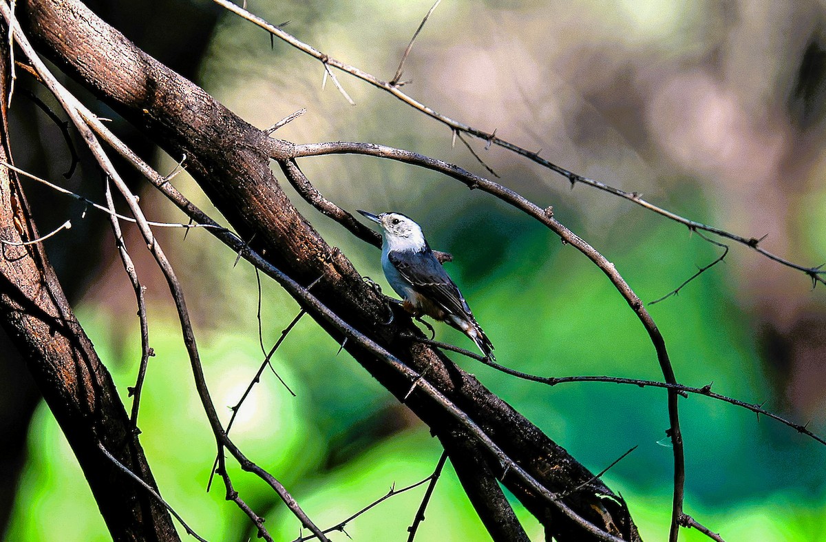 White-breasted Nuthatch - ML646151963