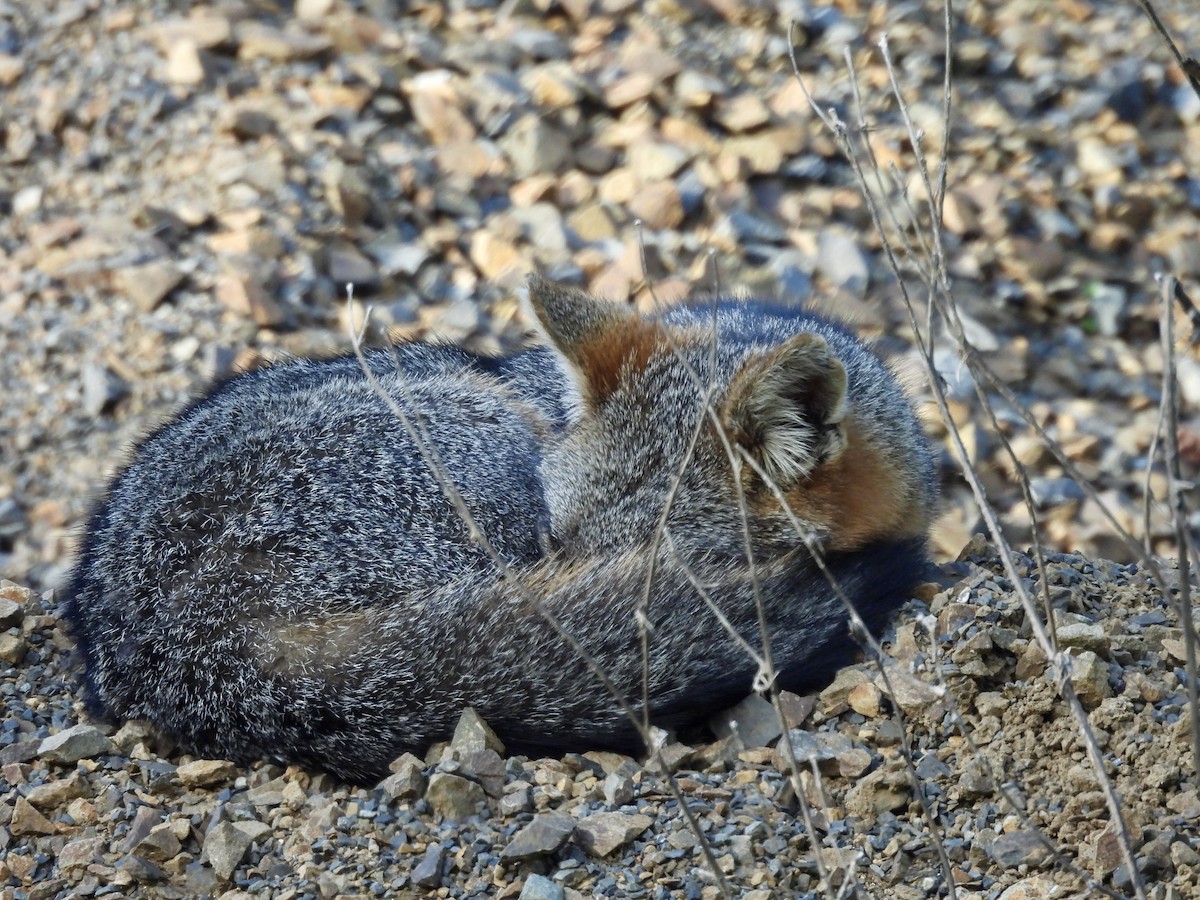 Animals - ML646151969