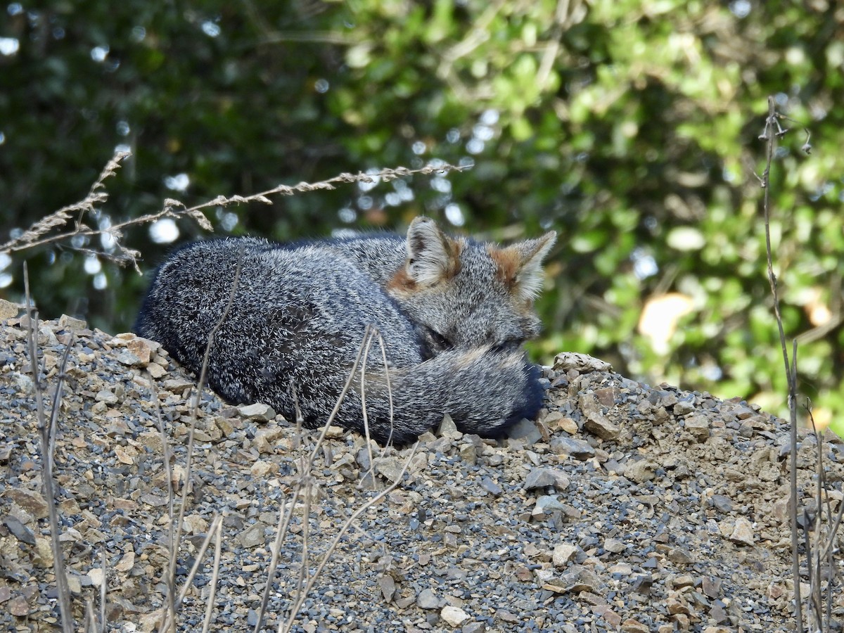 Animals - ML646151970