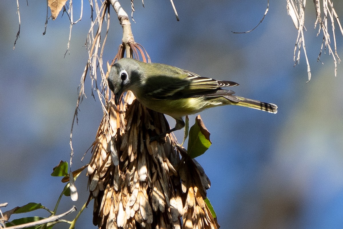 Cassin's/Blue-headed Vireo - ML646151973
