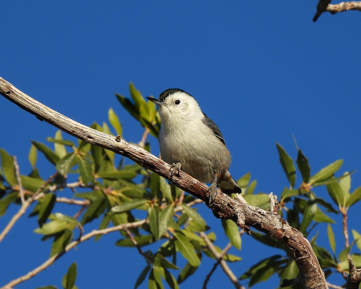 White-breasted Nuthatch (Interior West) - ML646151974