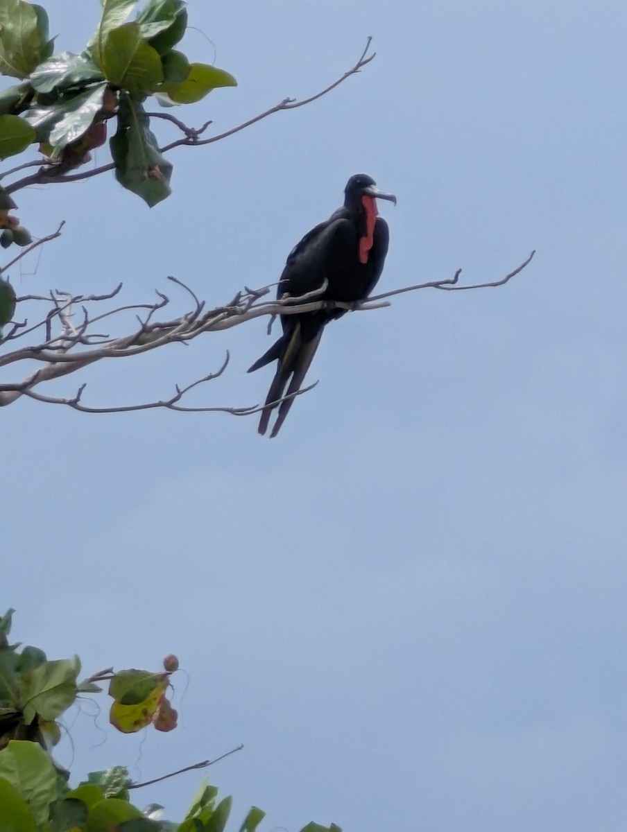 Magnificent Frigatebird - ML646151975