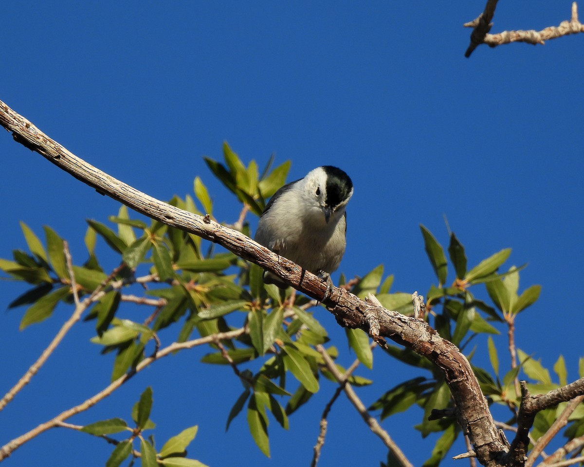 White-breasted Nuthatch (Interior West) - ML646151980