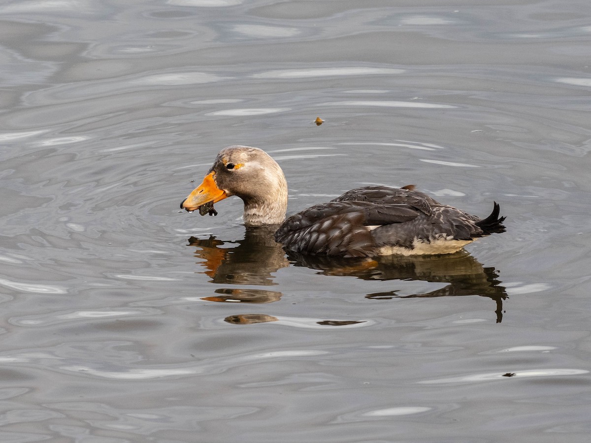 オオフナガモ - ML646151985