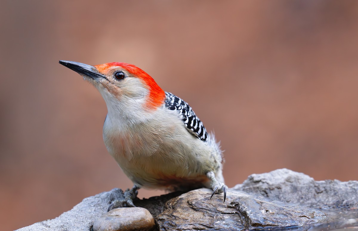 Red-bellied Woodpecker - ML646151986