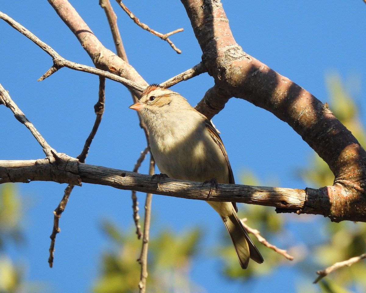 Chipping Sparrow - ML646151989