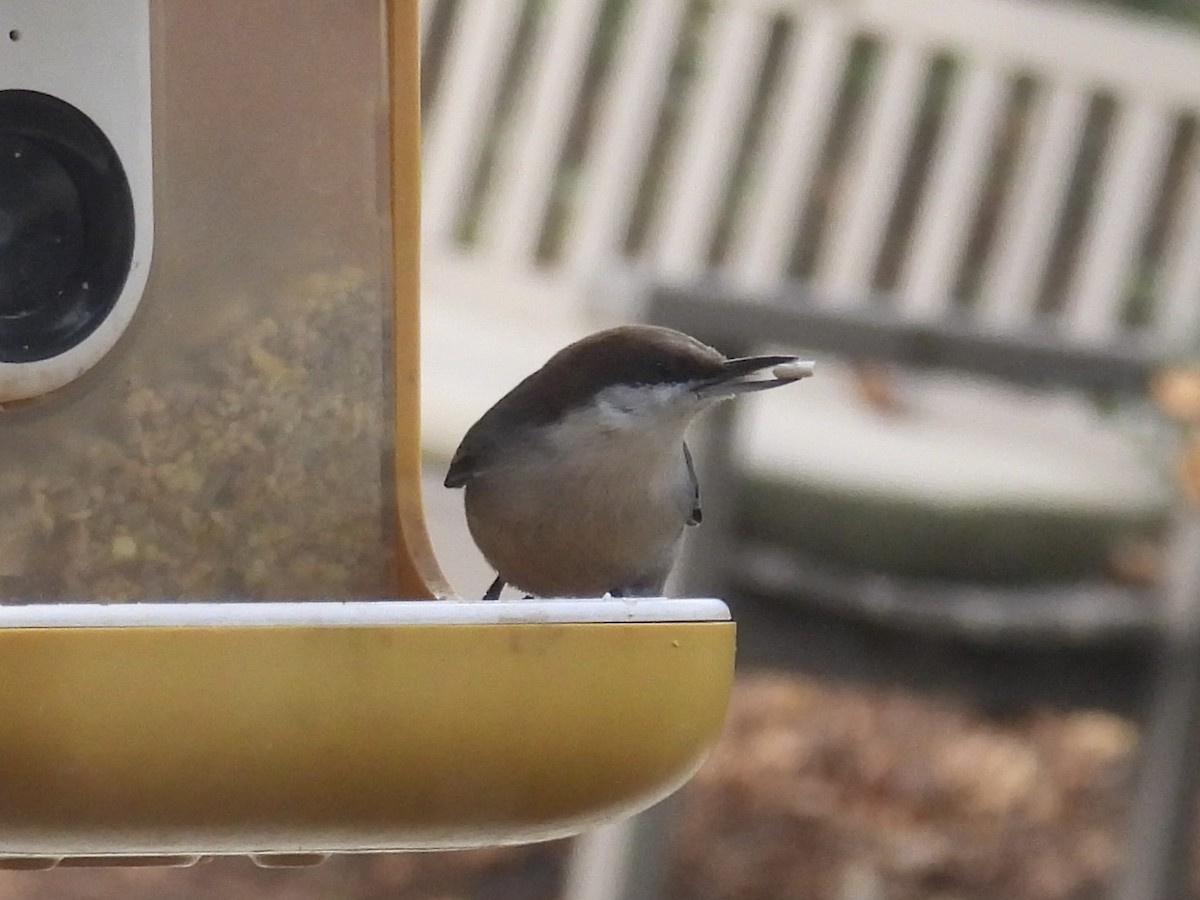 brhlík hnědohlavý - ML646151996