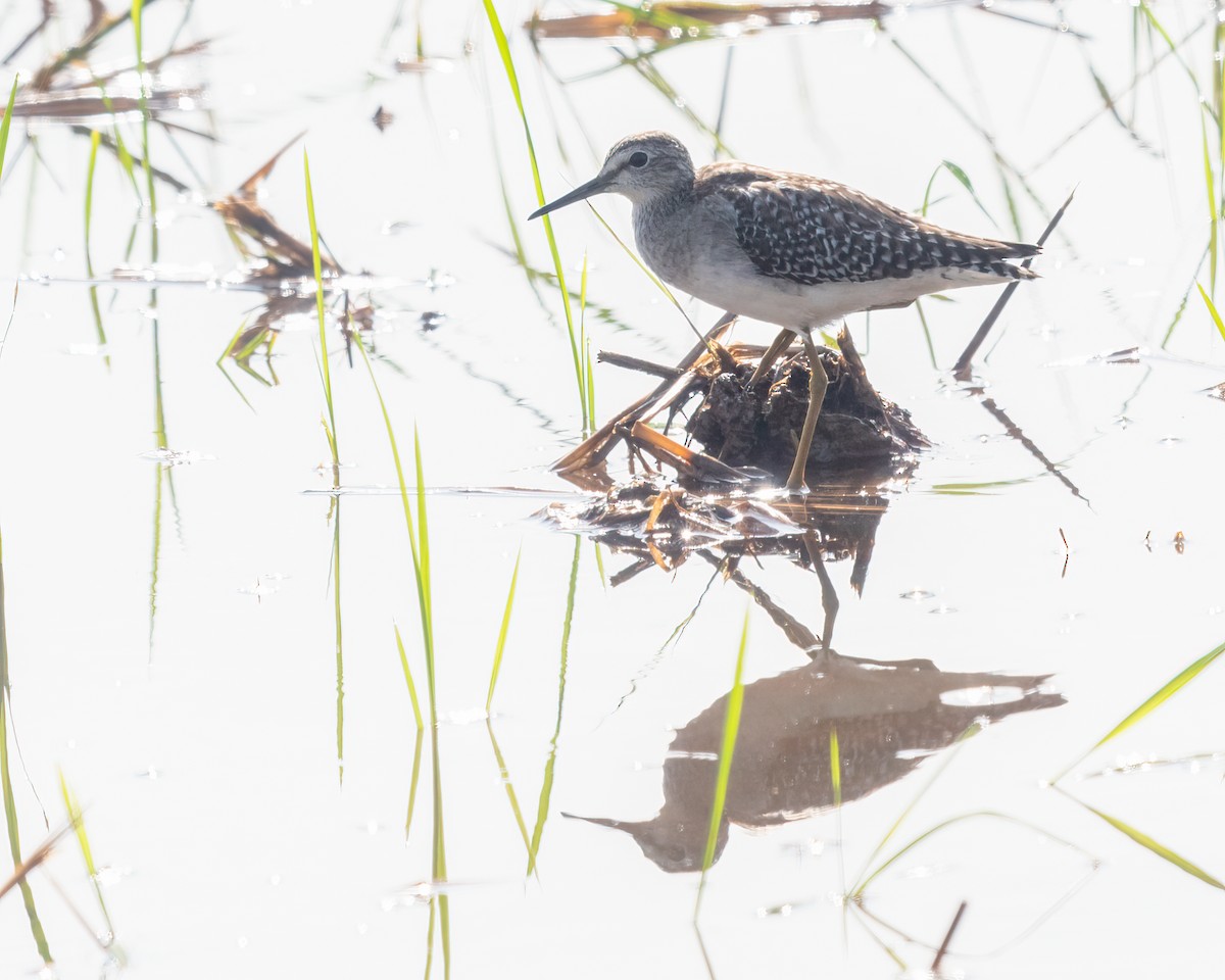 vodouš bahenní - ML646152017