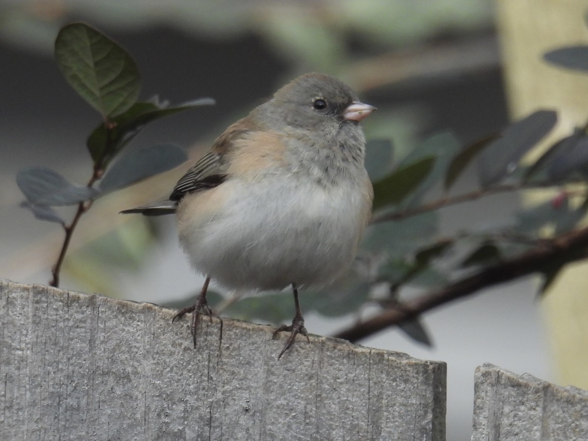 Dark-eyed Junco (Slate-colored) - ML646152019