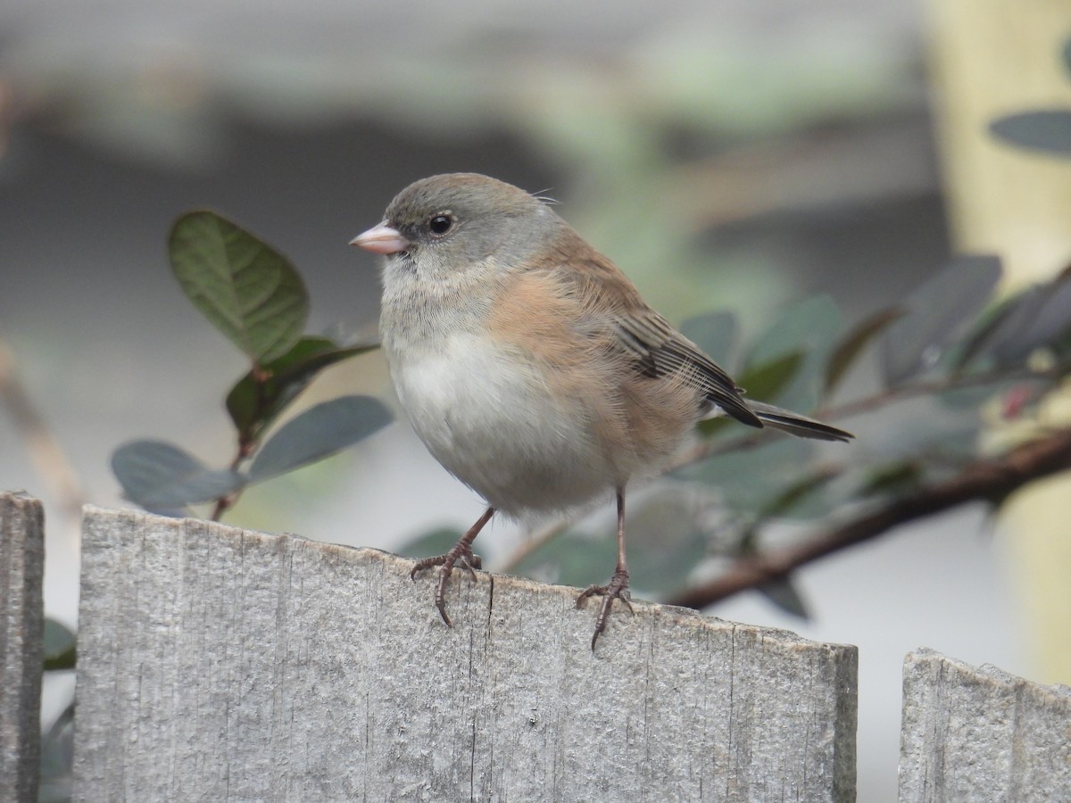 Dark-eyed Junco (Slate-colored) - ML646152020